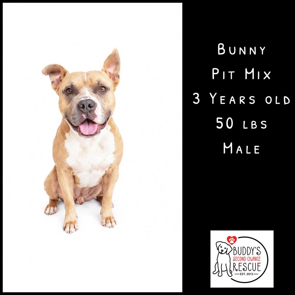 Enlarge Bunny, a Adoptable mixed breed in Amherst, NY image 6/6
