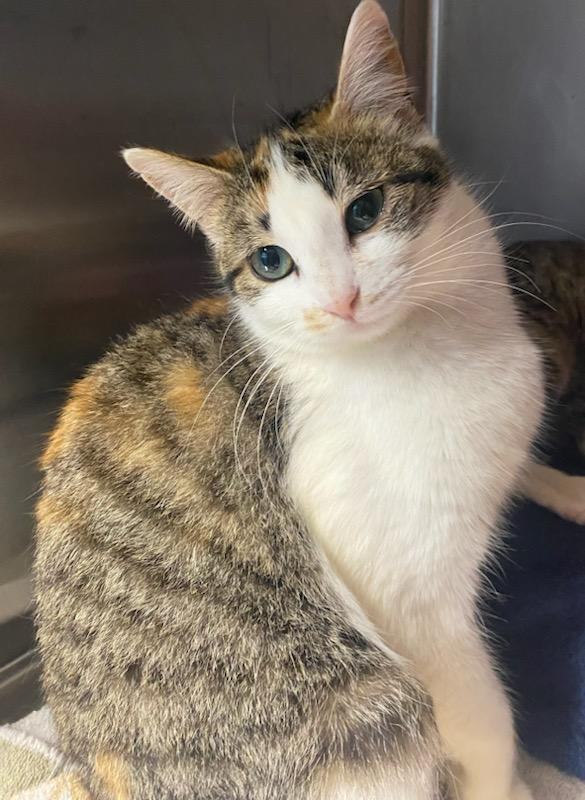 Iris , an adopted Calico Mix in Snow Hill, NC_image-1