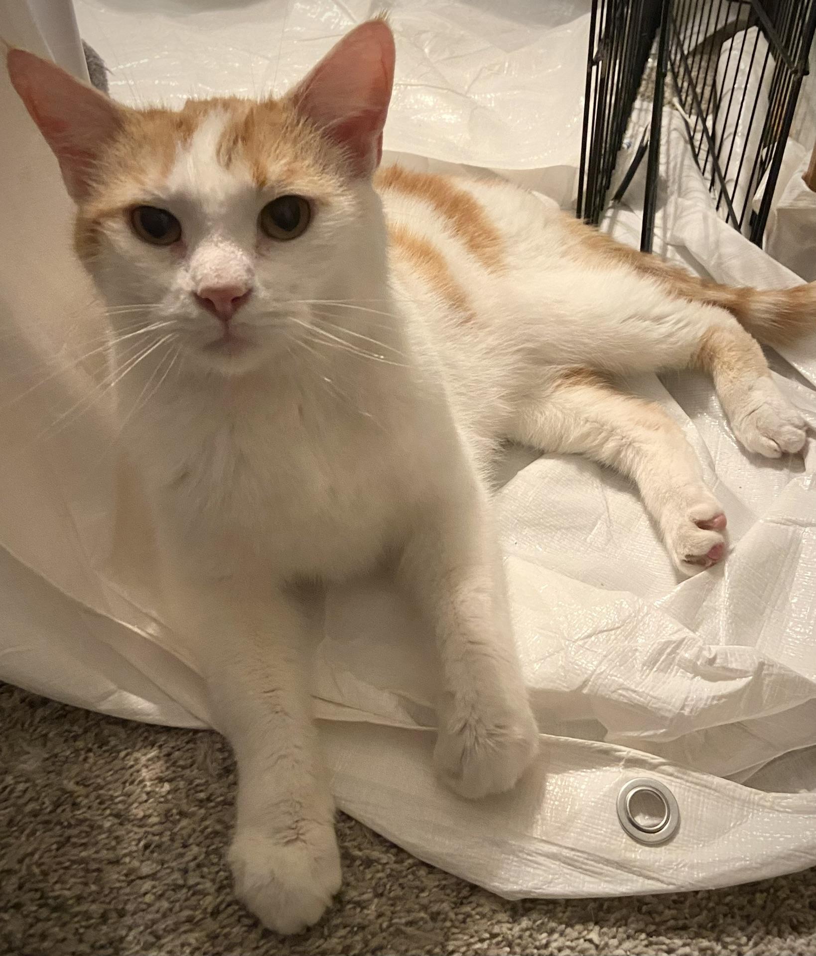 Dreamsicle Dexter, Adoptable, Adult Male Domestic Short Hair.