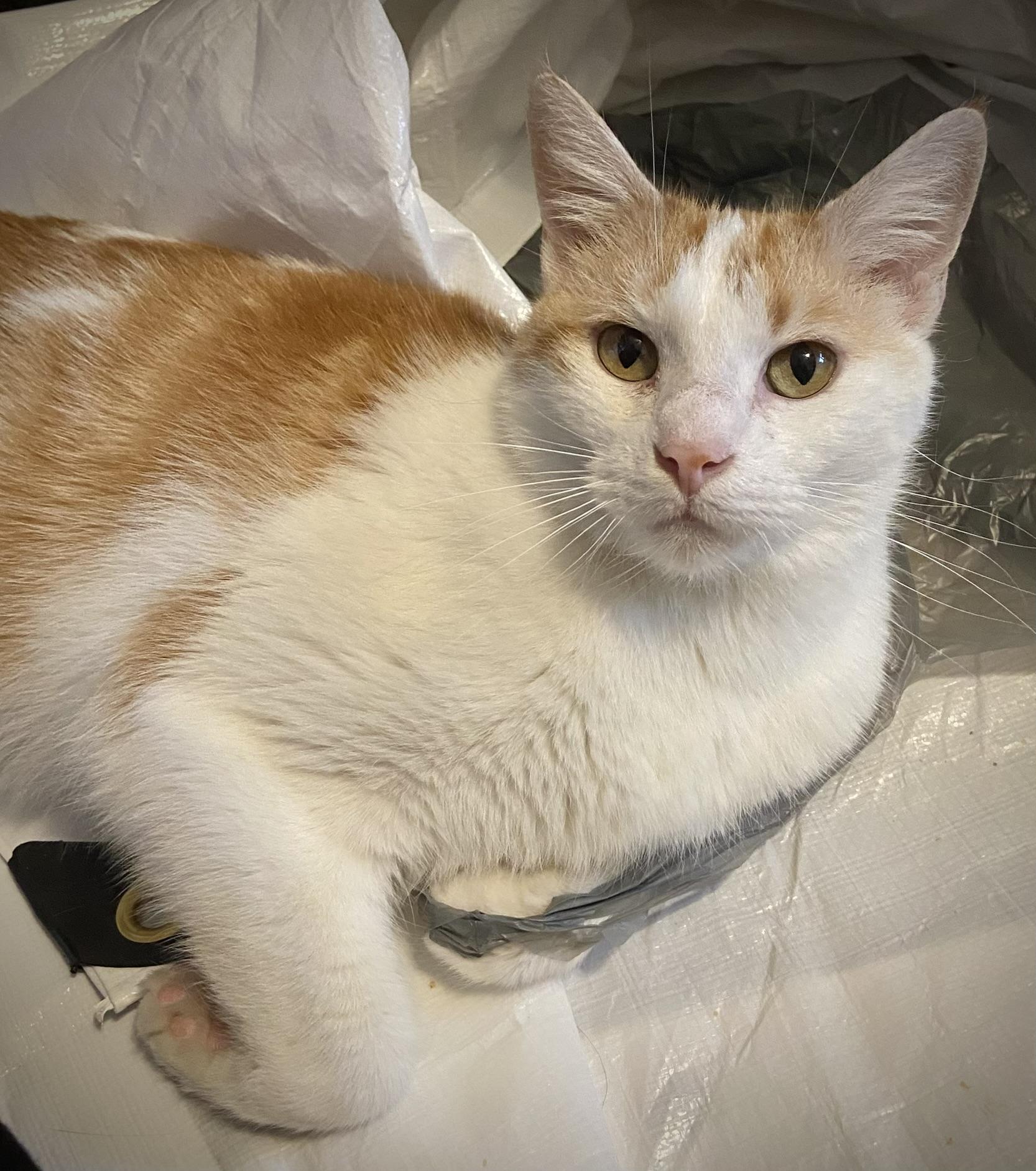 Enlarge Dreamsicle Dexter, a Adoptable Domestic Short Hair in Mokena, IL image 2/3