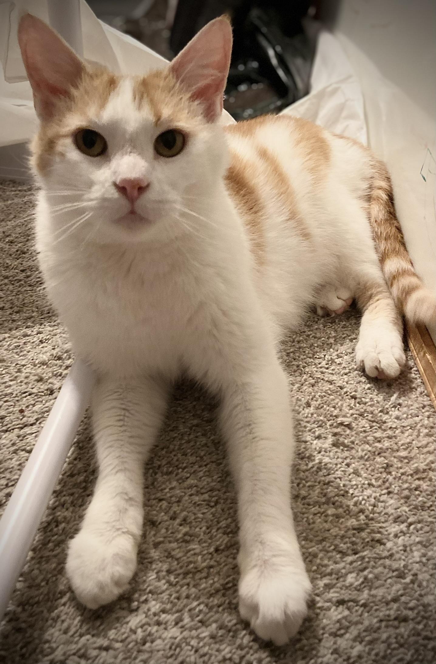 Enlarge Dreamsicle Dexter, a Adoptable Domestic Short Hair in Mokena, IL image 3/3
