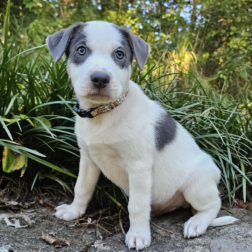 Tigger, Adoptable, Puppy Male Mixed Breed.