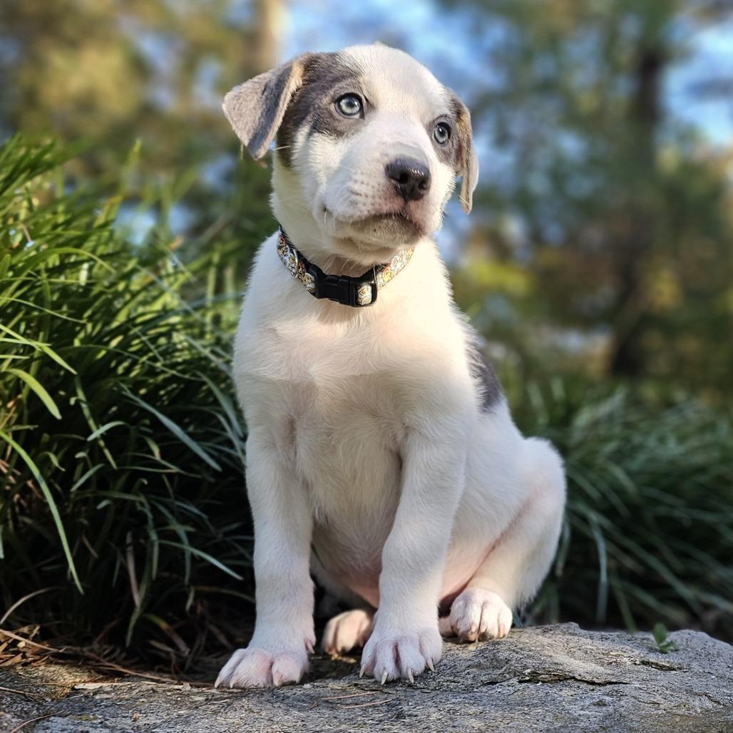 Enlarge Tigger, a Adoptable Mixed Breed in Festus, MO image 2/4