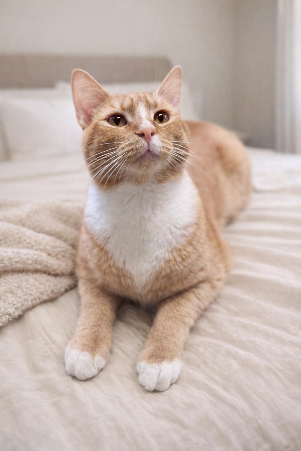 Enlarge Nicholas aka Nick, an adopted Domestic Short Hair in Rixeyville, VA image 3/4