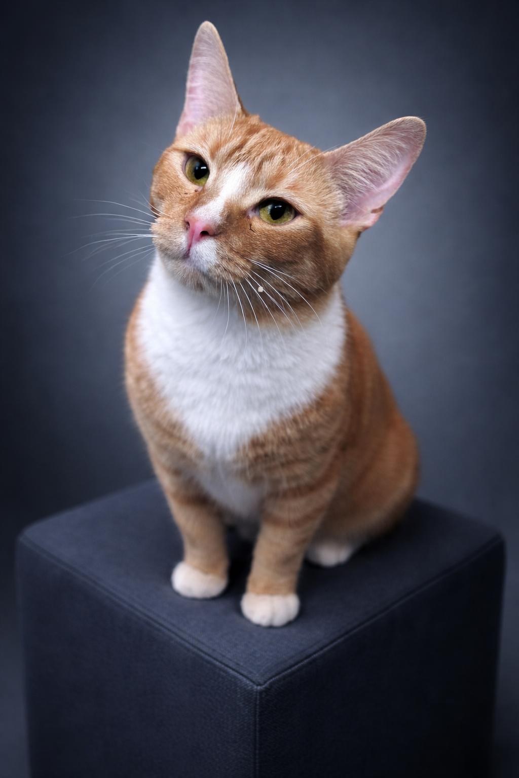 Enlarge Nicholas aka Nick, an adopted Domestic Short Hair in Rixeyville, VA image 2/4