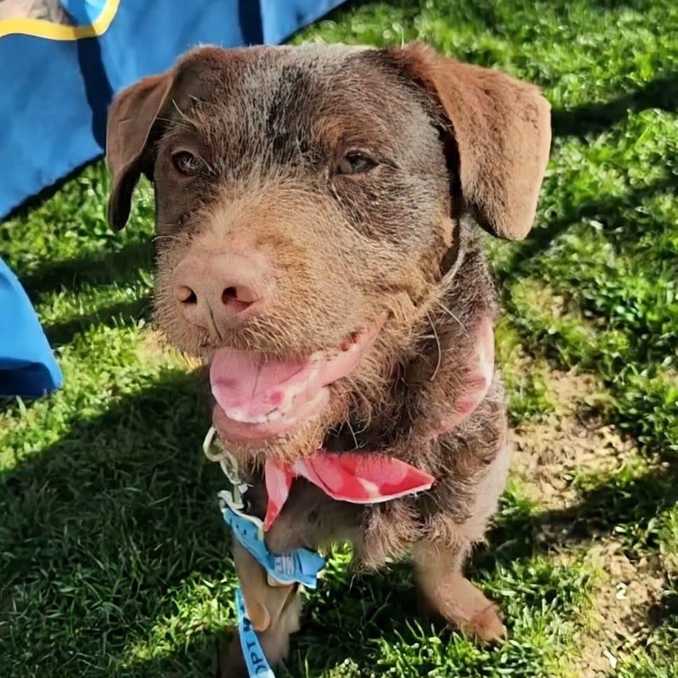 Brownie, ADOPTABLE, Young Male Terrier.