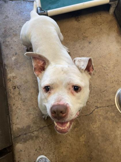 Enlarge Bella, a Adoptable Mixed Breed in St. Anne, IL image 1/2