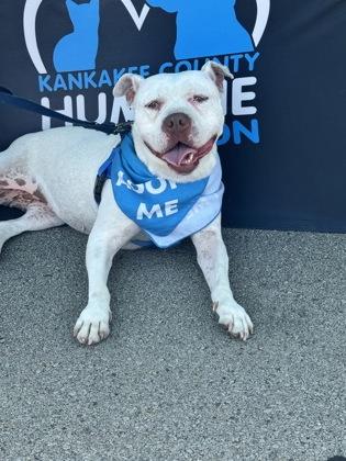 Bella, Adoptable, Adult Female Mixed Breed & Mixed Breed.