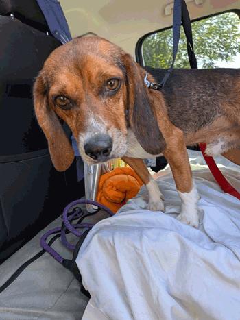 Enlarge Walter, a Adoption Pending Beagle in West Decatur, PA image 3/5
