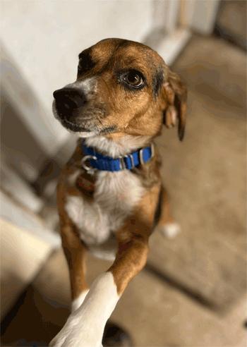 Enlarge Walter, a Adoption Pending Beagle in West Decatur, PA image 5/5