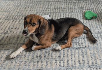 Enlarge Walter, a Adoption Pending Beagle in West Decatur, PA image 4/5