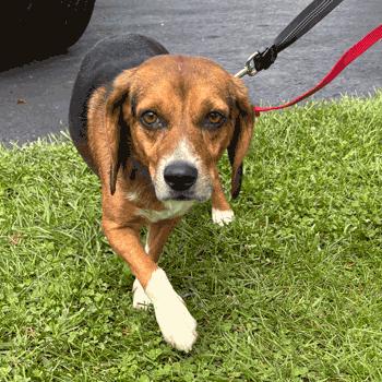 Enlarge Walter, a Adoption Pending Beagle in West Decatur, PA image 1/5