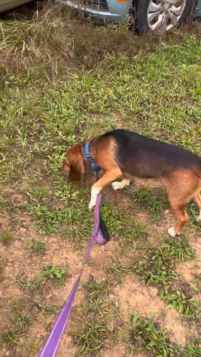 Enlarge Walter, a Adoption Pending Beagle in West Decatur, PA video 2/5