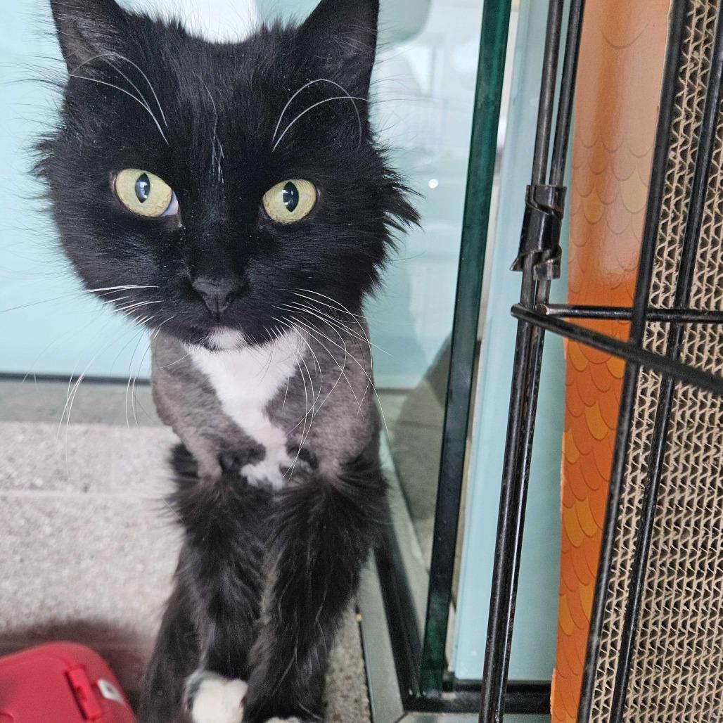 Eleven, Adoptable, Adult Female Domestic Long Hair.