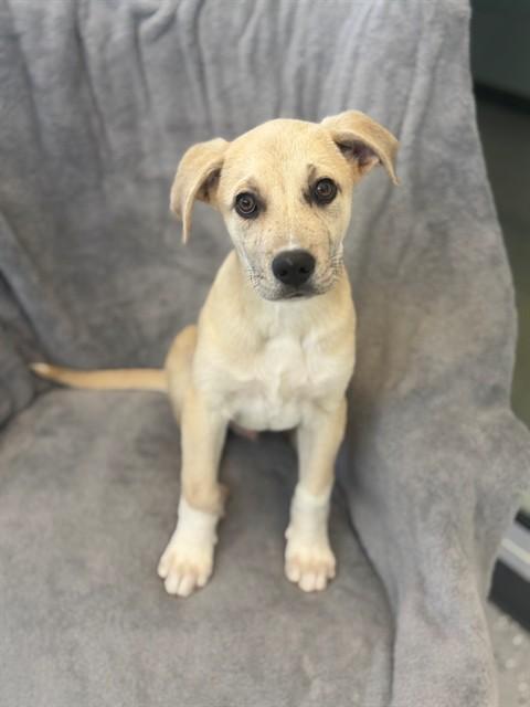 COTTON, Adoptable, Puppy Male Labrador Retriever & Great Pyrenees.