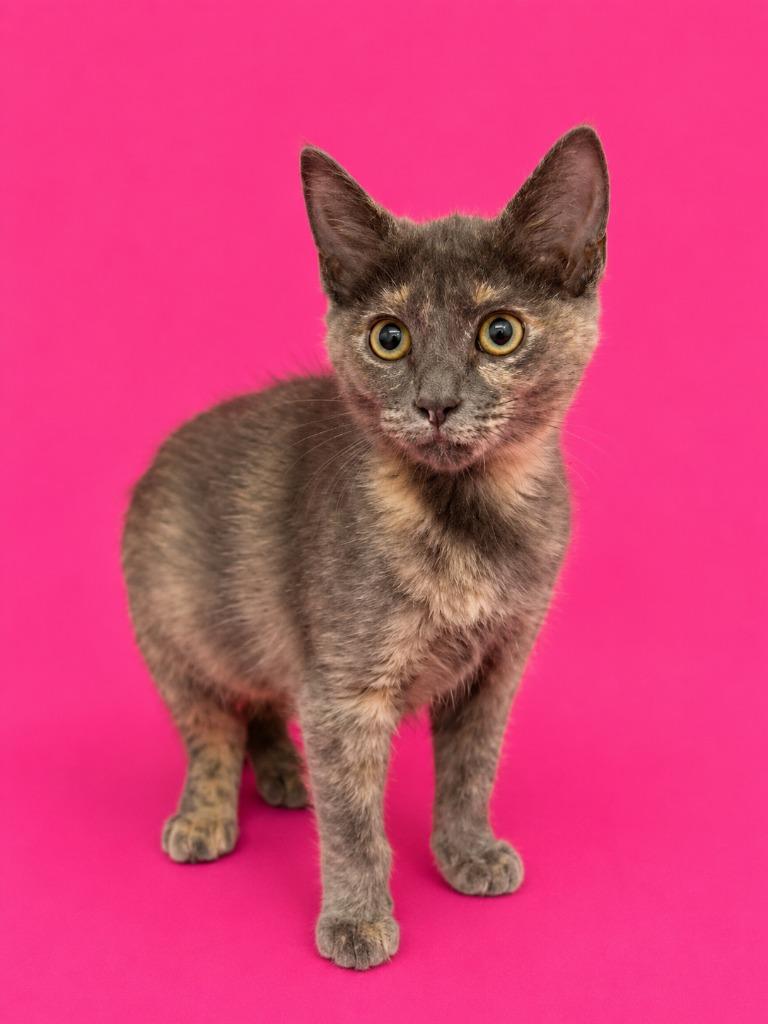 Enlarge Munchie McPurry Toes, a Adoptable mixed breed in Detroit, MI image 1/1