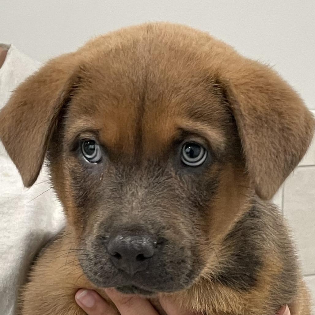 Timberlake, Adoptable, Puppy Male Chow Chow & Shepherd.