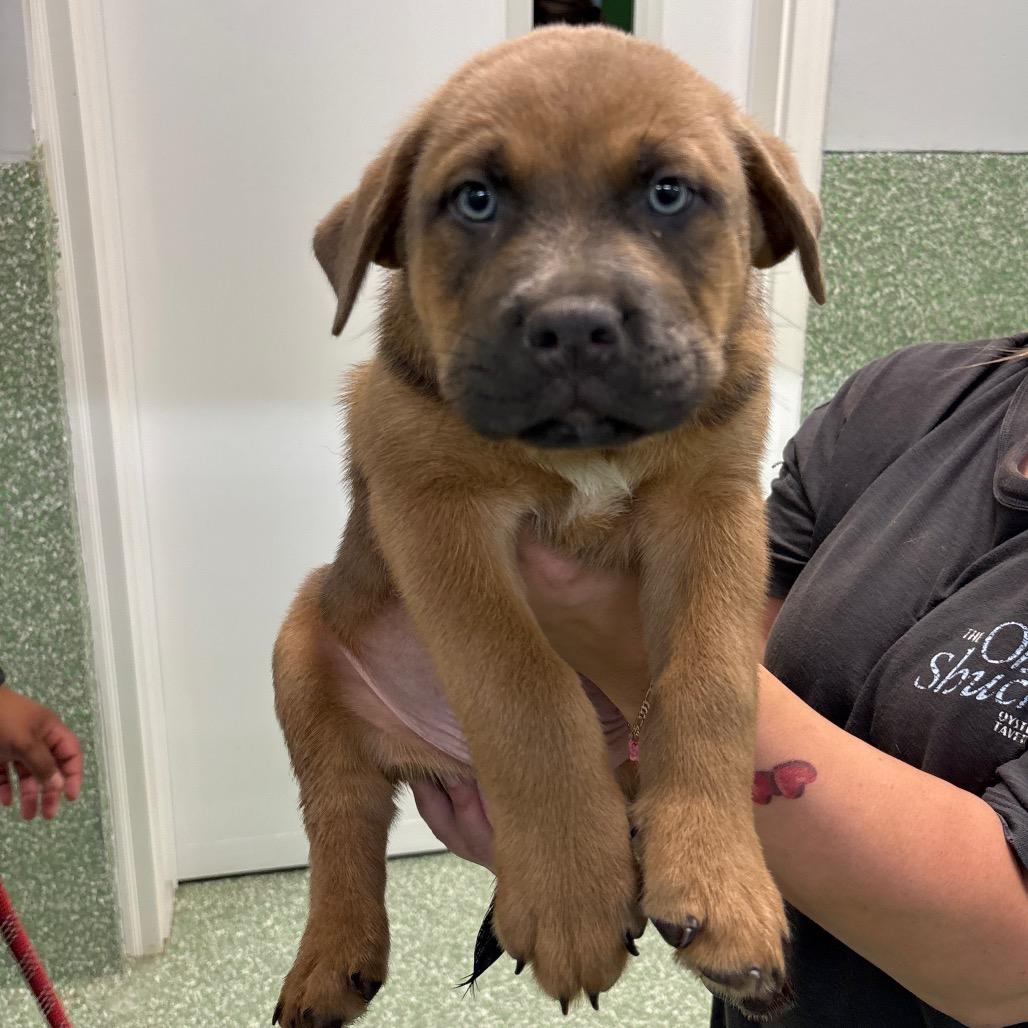 Enlarge Timberlake, a Adoptable mixed breed in Calverton, NY image 2/2