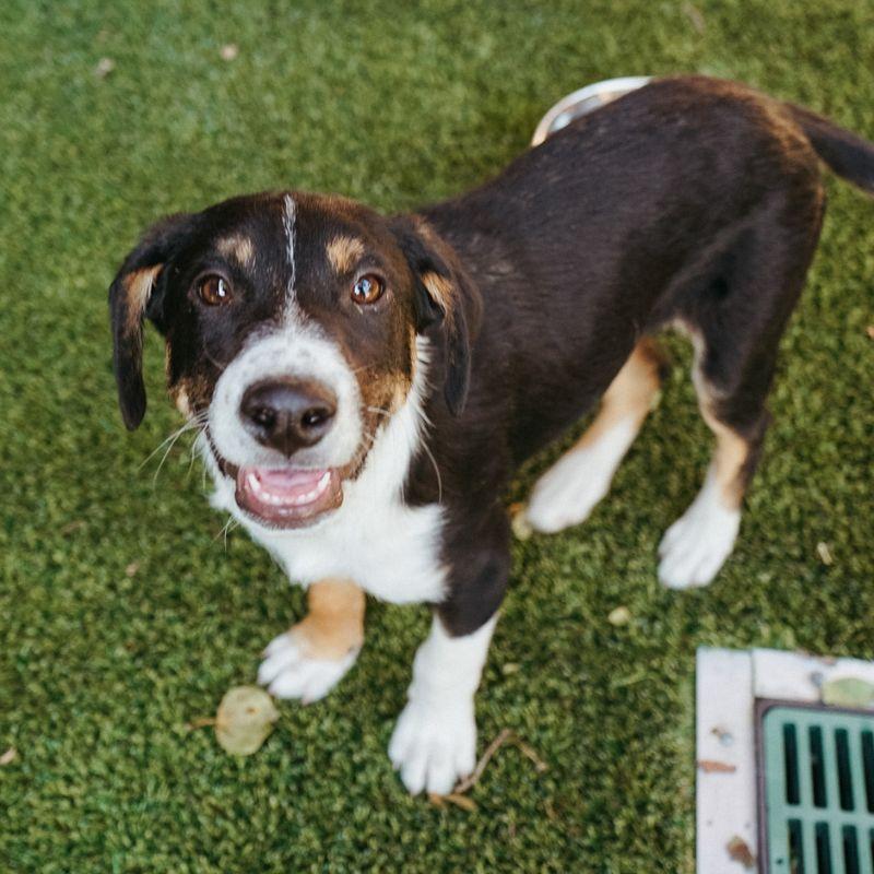Bug, Adopted, Young Male Mixed Breed.