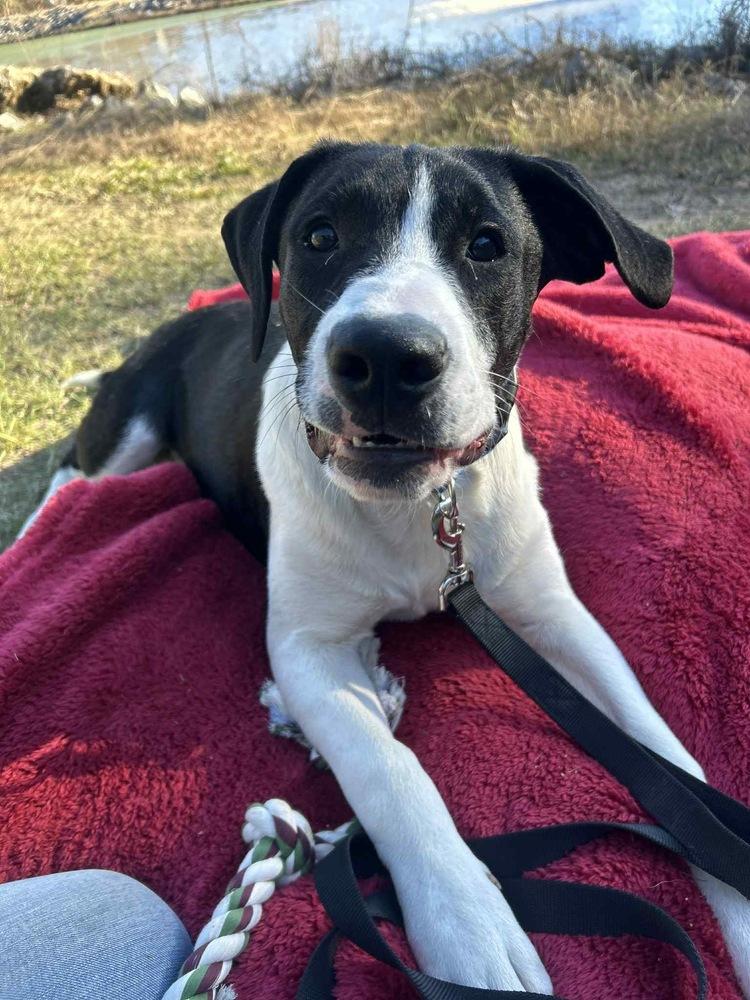Duke Bow, Adoptable, Puppy Male Labrador Retriever.