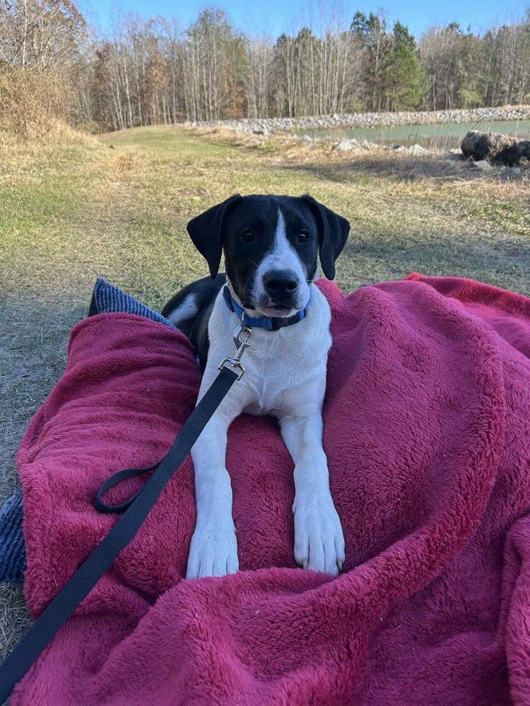 Enlarge Duke Bow, a Adoptable mixed breed in Boston, MA image 2/6