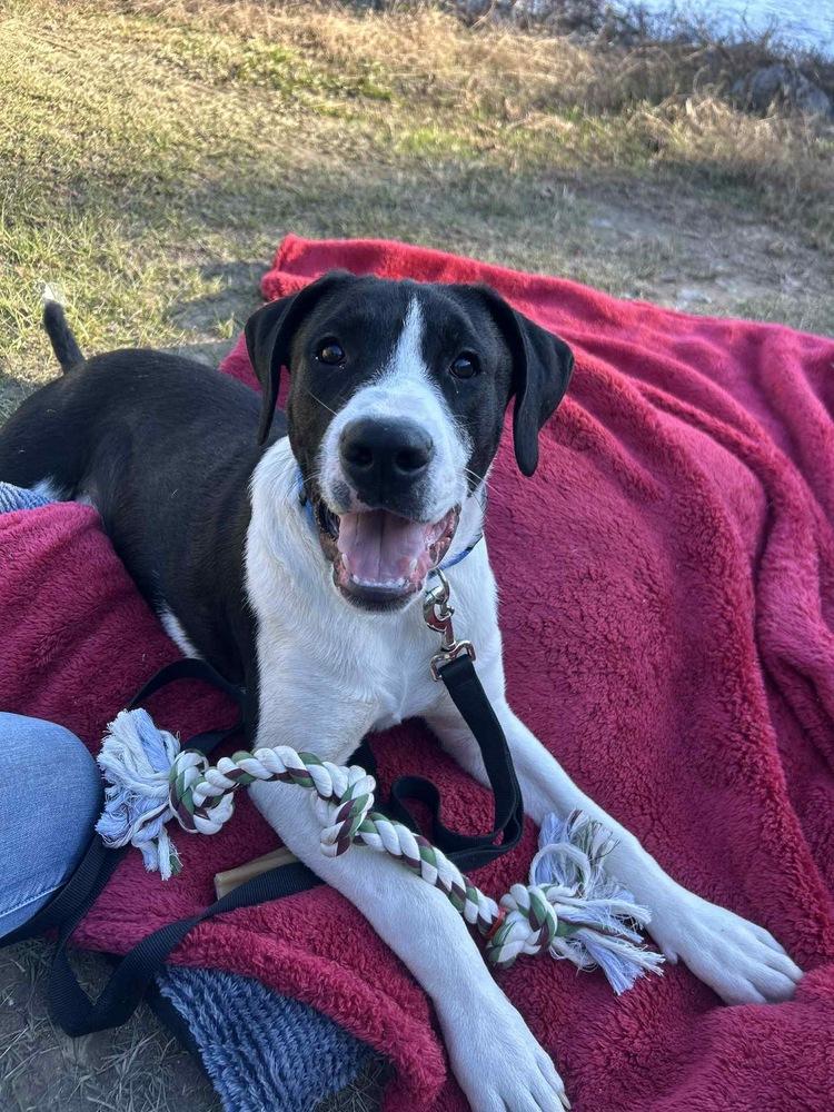 Enlarge Duke Bow, a Adoptable mixed breed in Boston, MA image 3/6