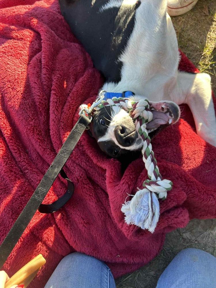 Enlarge Duke Bow, a Adoptable mixed breed in Boston, MA image 4/6