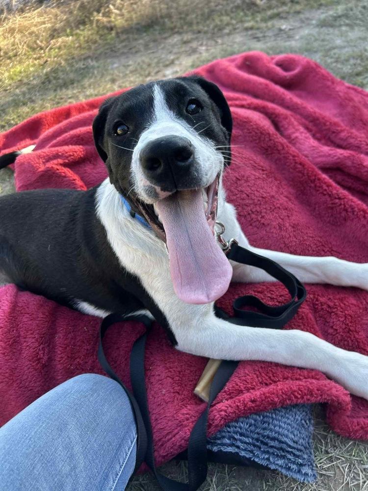 Duke Bow — thumbnail 5