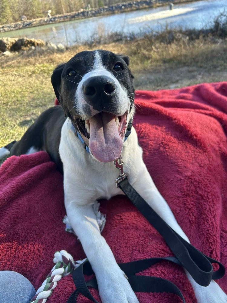 Enlarge Duke Bow, a Adoptable mixed breed in Boston, MA image 6/6