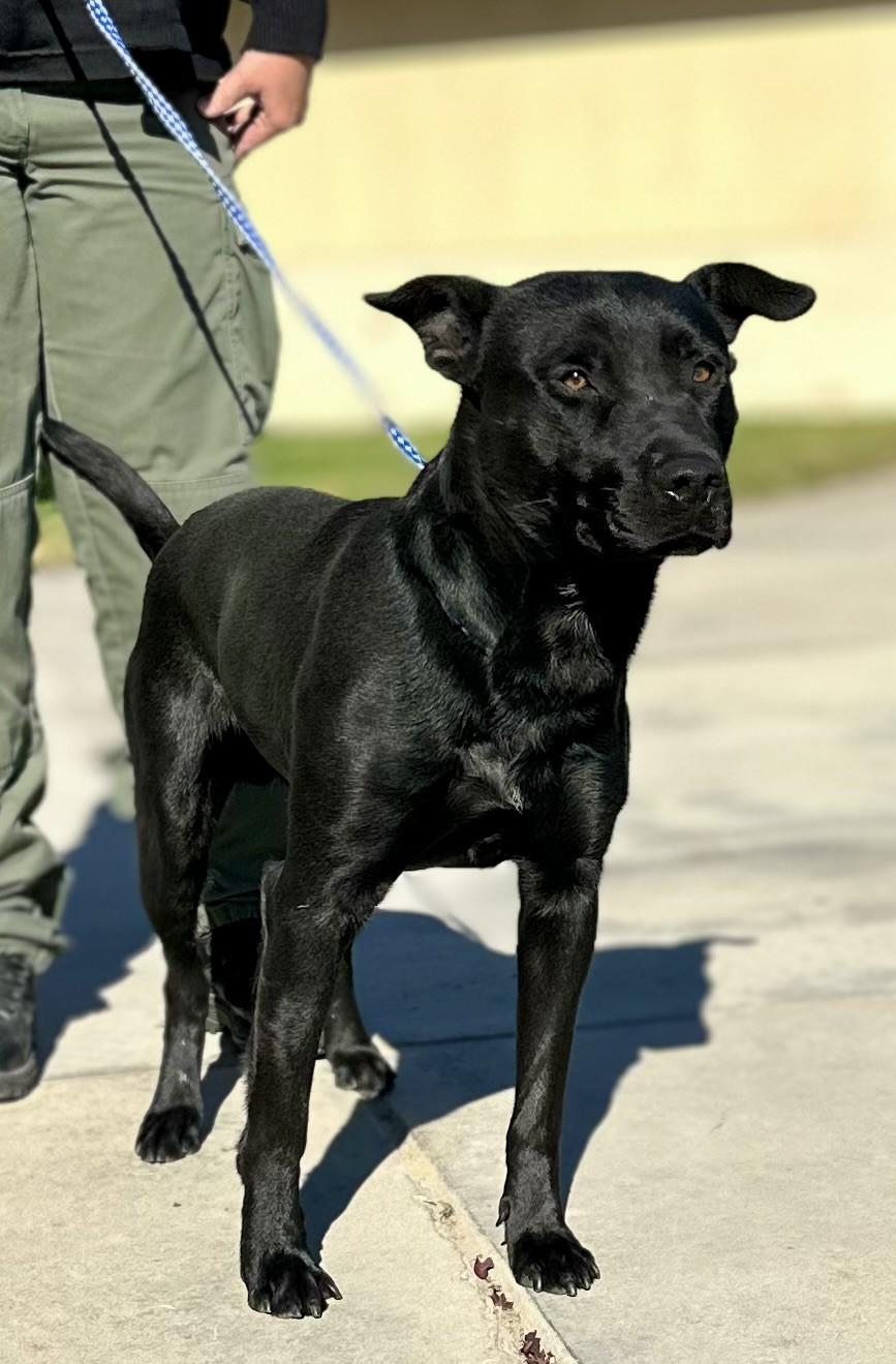 Enlarge Captain #1681 (813), a Adoptable mixed breed in Victorville, CA image 1/1