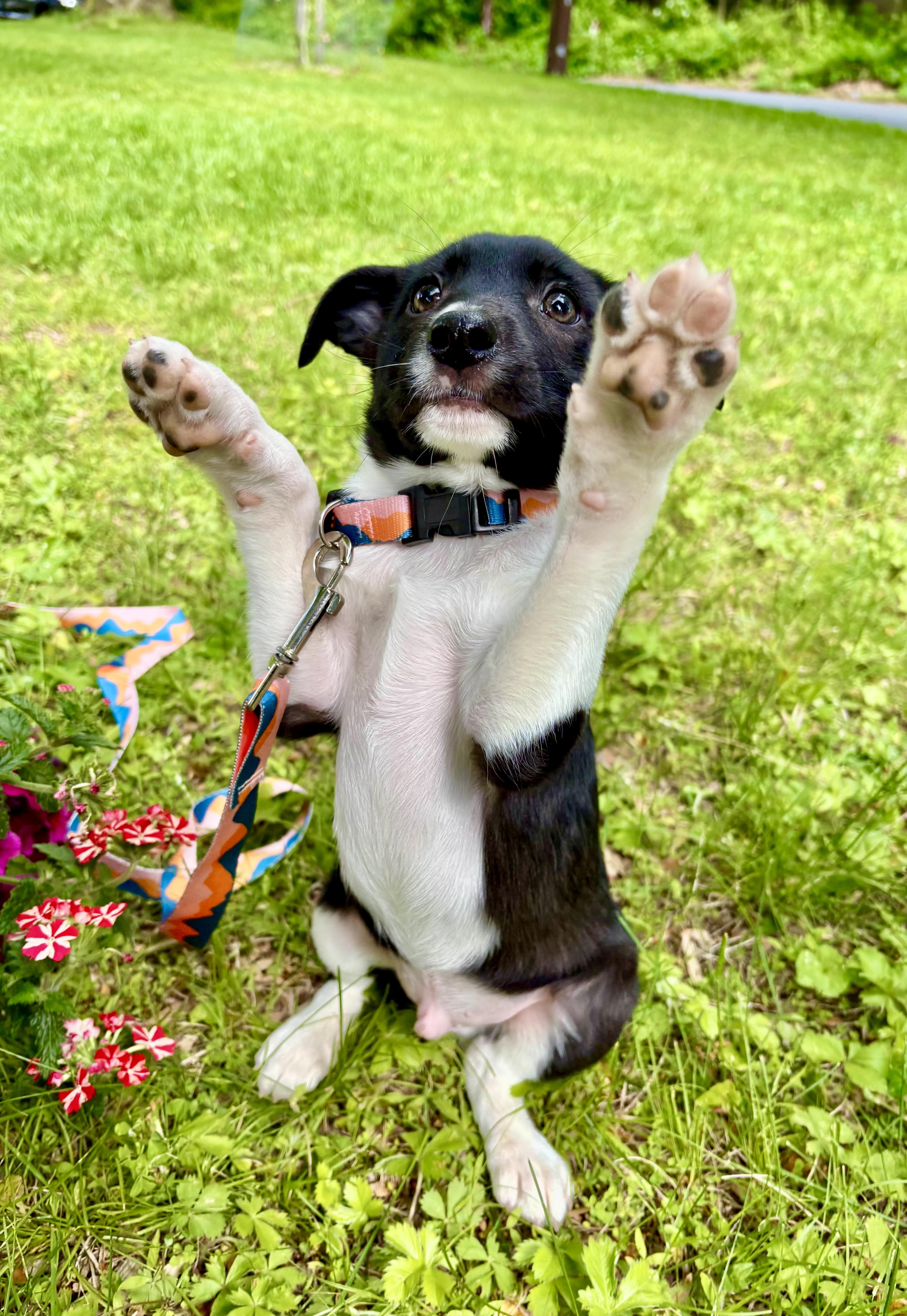Enlarge MARIO - puppy, a ADOPTABLE mixed breed in Media, PA image 2/5