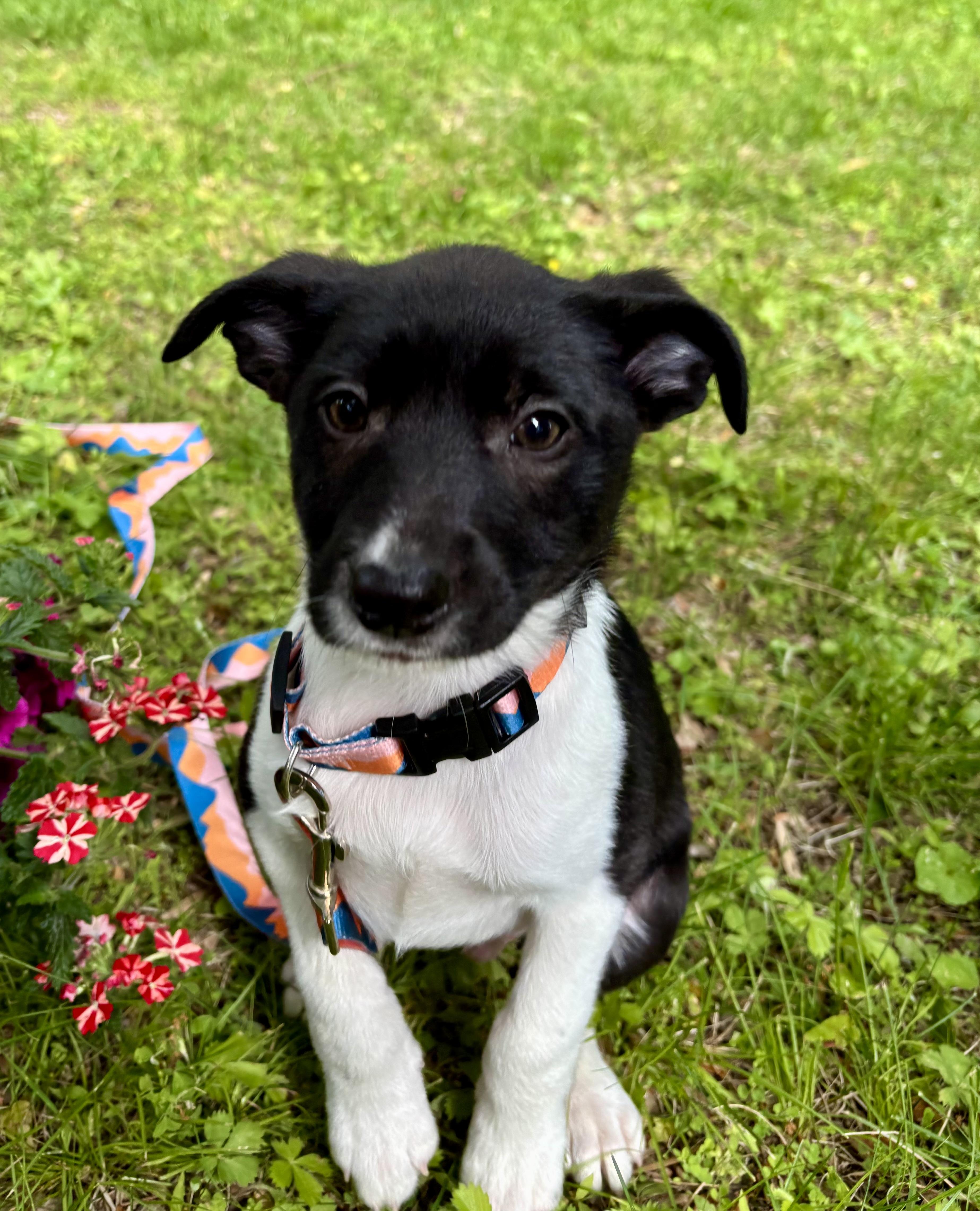 MARIO - puppy, ADOPTABLE, Puppy Male Rat Terrier & Border Collie.