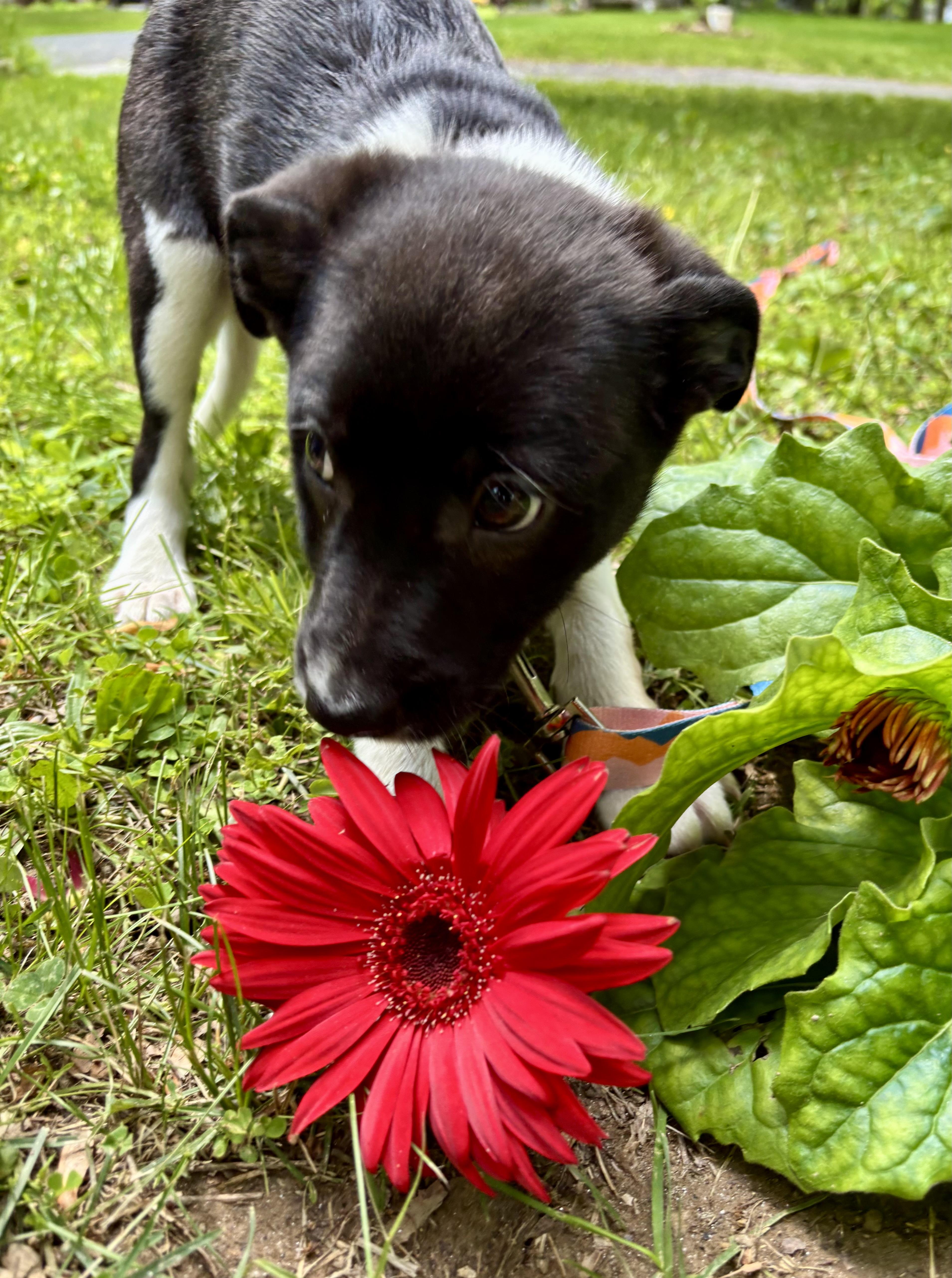 Enlarge MARIO - puppy, a ADOPTABLE mixed breed in Media, PA image 4/5