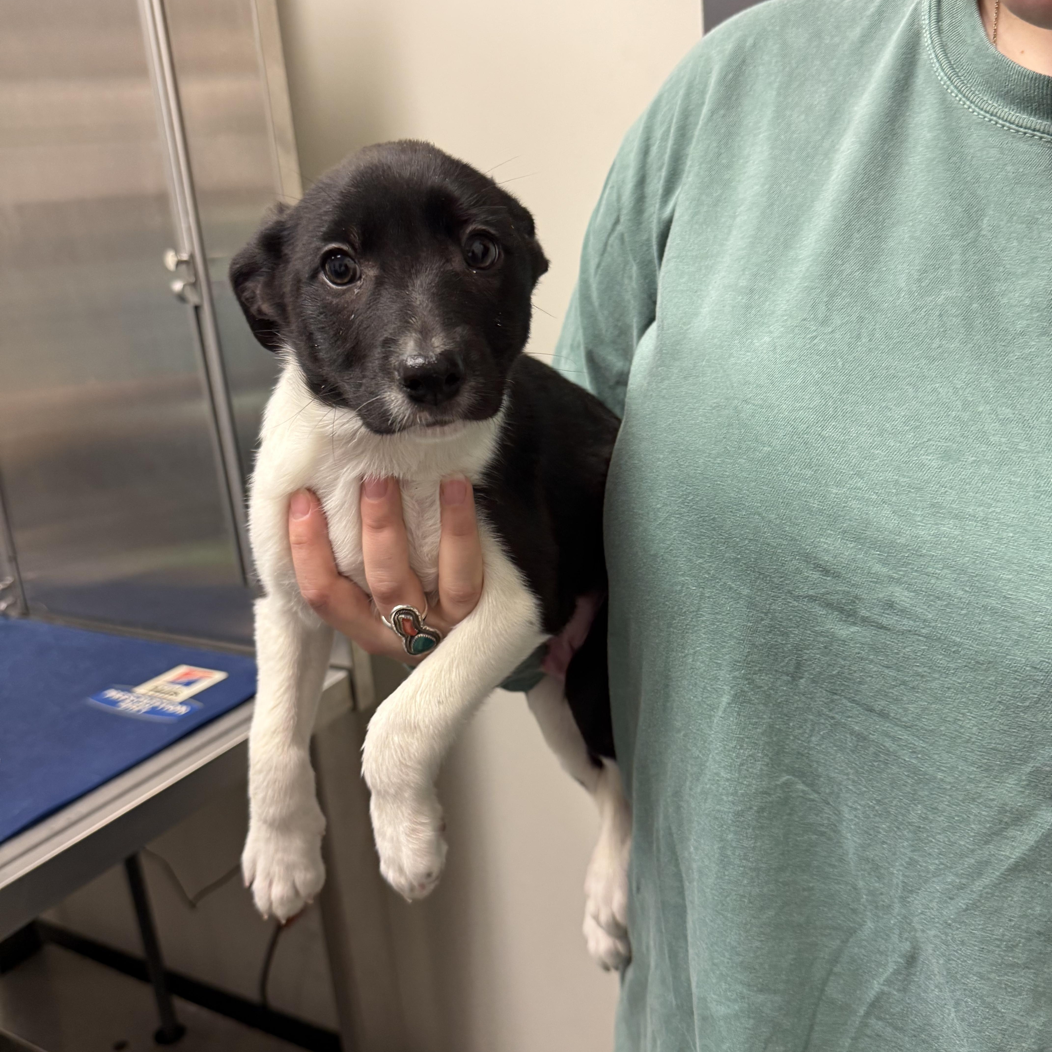 Enlarge MARIO - puppy, a ADOPTABLE mixed breed in Media, PA image 3/5