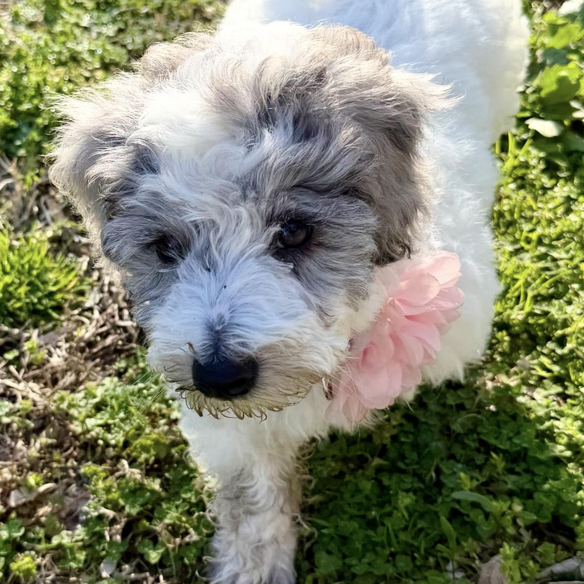 Enlarge Portia Featherington, a ADOPTABLE mixed breed in Thompson's Station, TN image 2/2