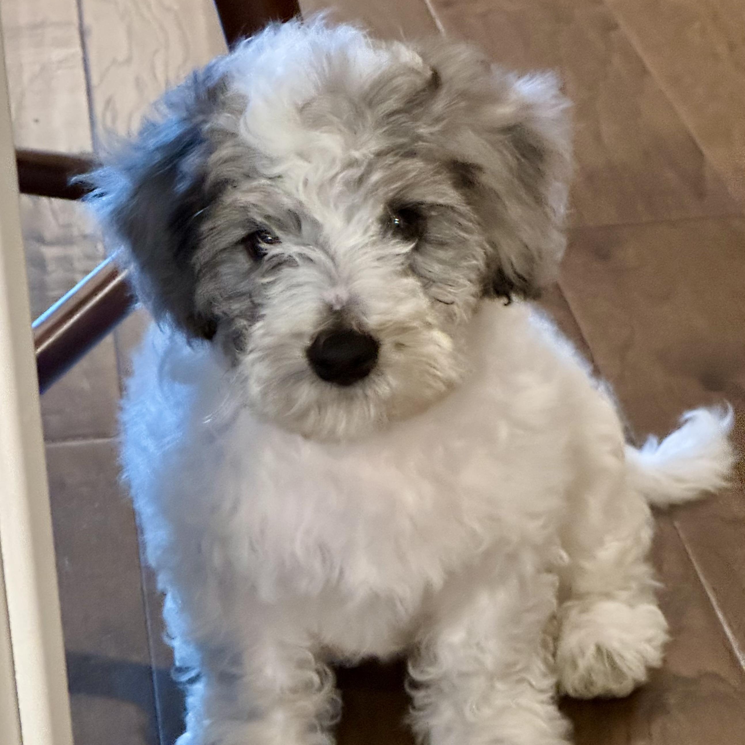 Enlarge Portia Featherington, a ADOPTABLE mixed breed in Thompson's Station, TN image 1/2