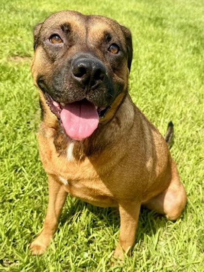 Max, Adoptable, Young Male Black Mouth Cur & Mountain Cur.