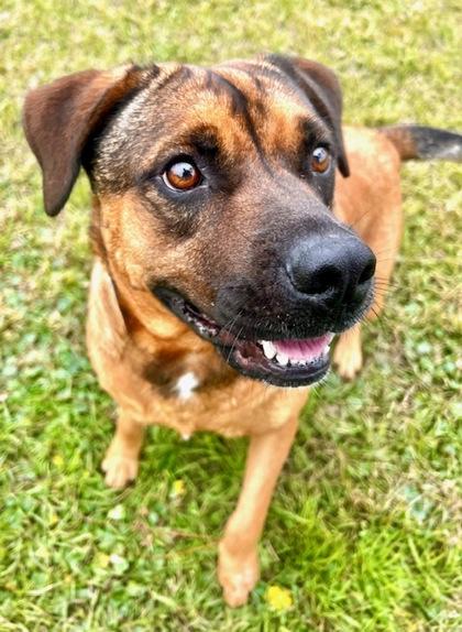 Max, a Adoptable mixed breed in Port Saint Joe, FL image 2/3