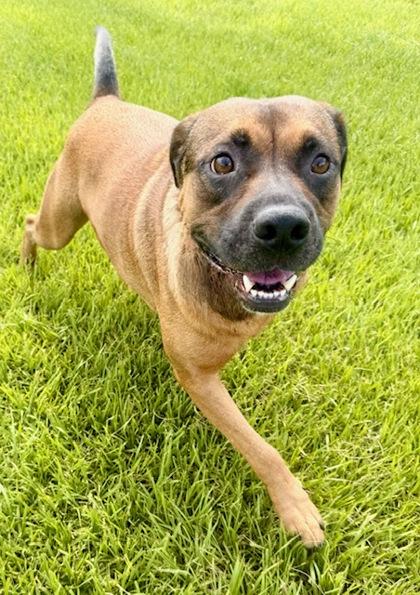 Max, a Adoptable mixed breed in Port Saint Joe, FL image 3/3