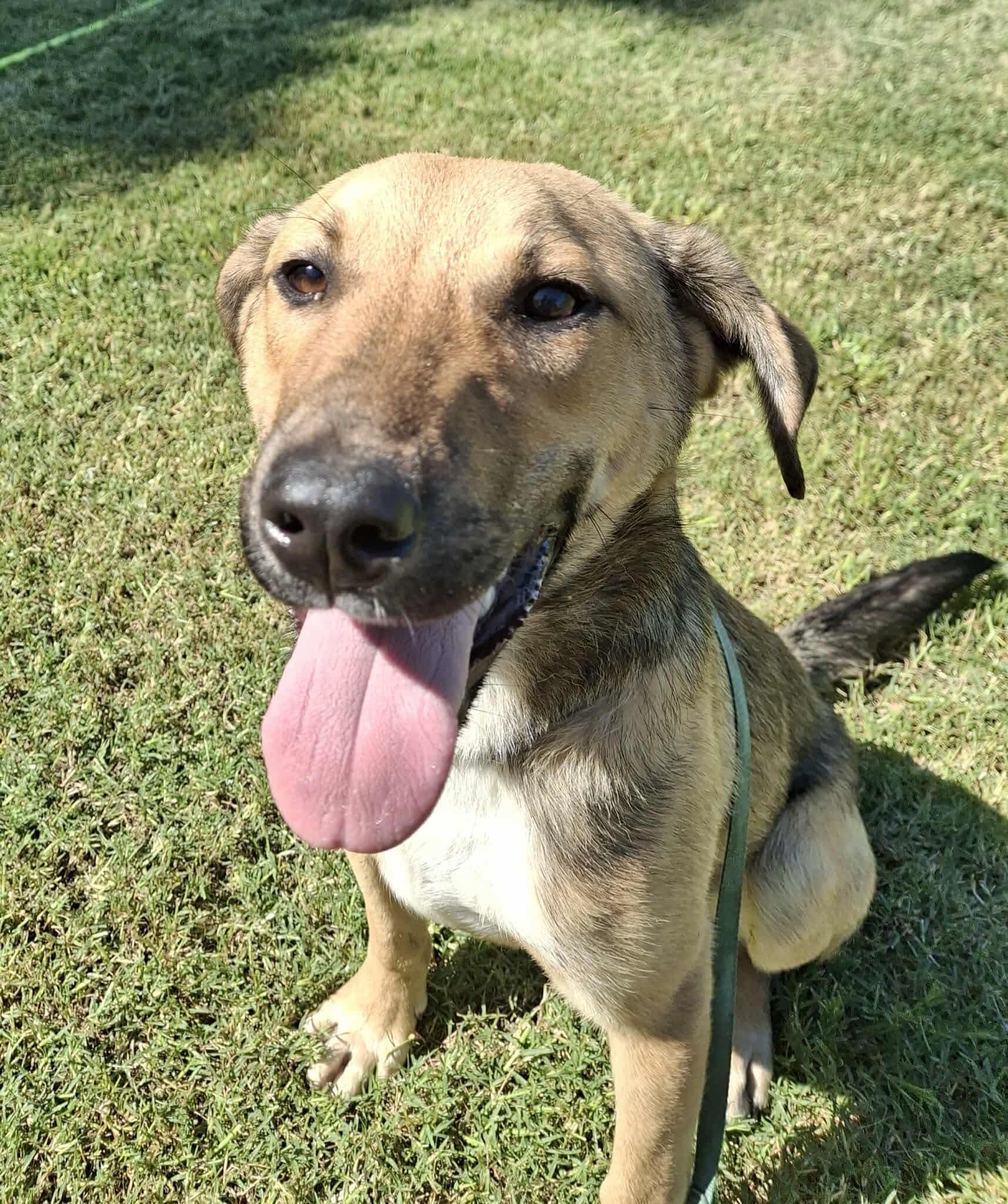Churro, Baby Male Shepherd