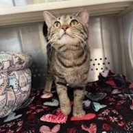 Enlarge Baby, an adopted Domestic Short Hair in Sweetwater, TN image 4/5