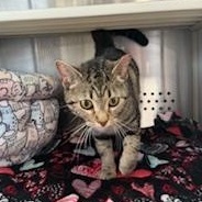 Enlarge Baby, an adopted Domestic Short Hair in Sweetwater, TN image 3/5