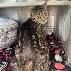 Enlarge Baby, an adopted Domestic Short Hair in Sweetwater, TN image 5/5
