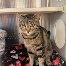 Enlarge Baby, an adopted Domestic Short Hair in Sweetwater, TN image 2/5