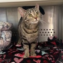 Enlarge Baby, an adopted Domestic Short Hair in Sweetwater, TN image 1/5