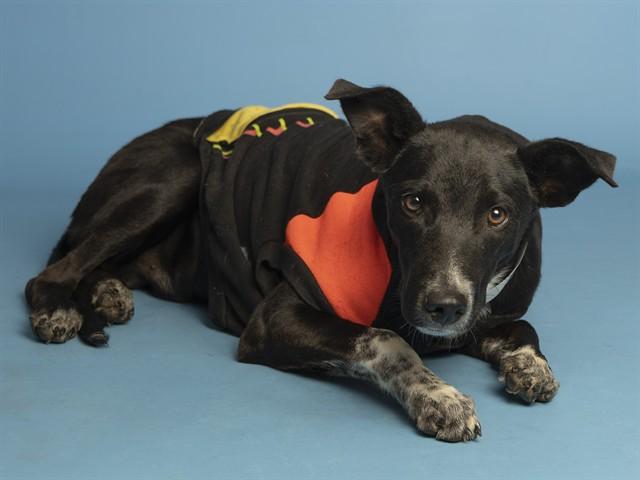 DILL, Adoptable, Young Male German Shepherd Dog & Mixed Breed.