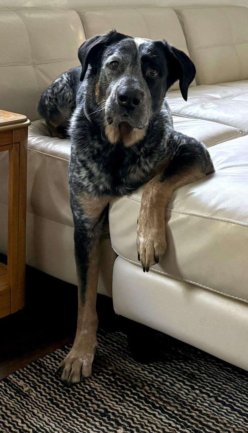 Kimchi, Adoptable, Adult Male Cattle Dog.