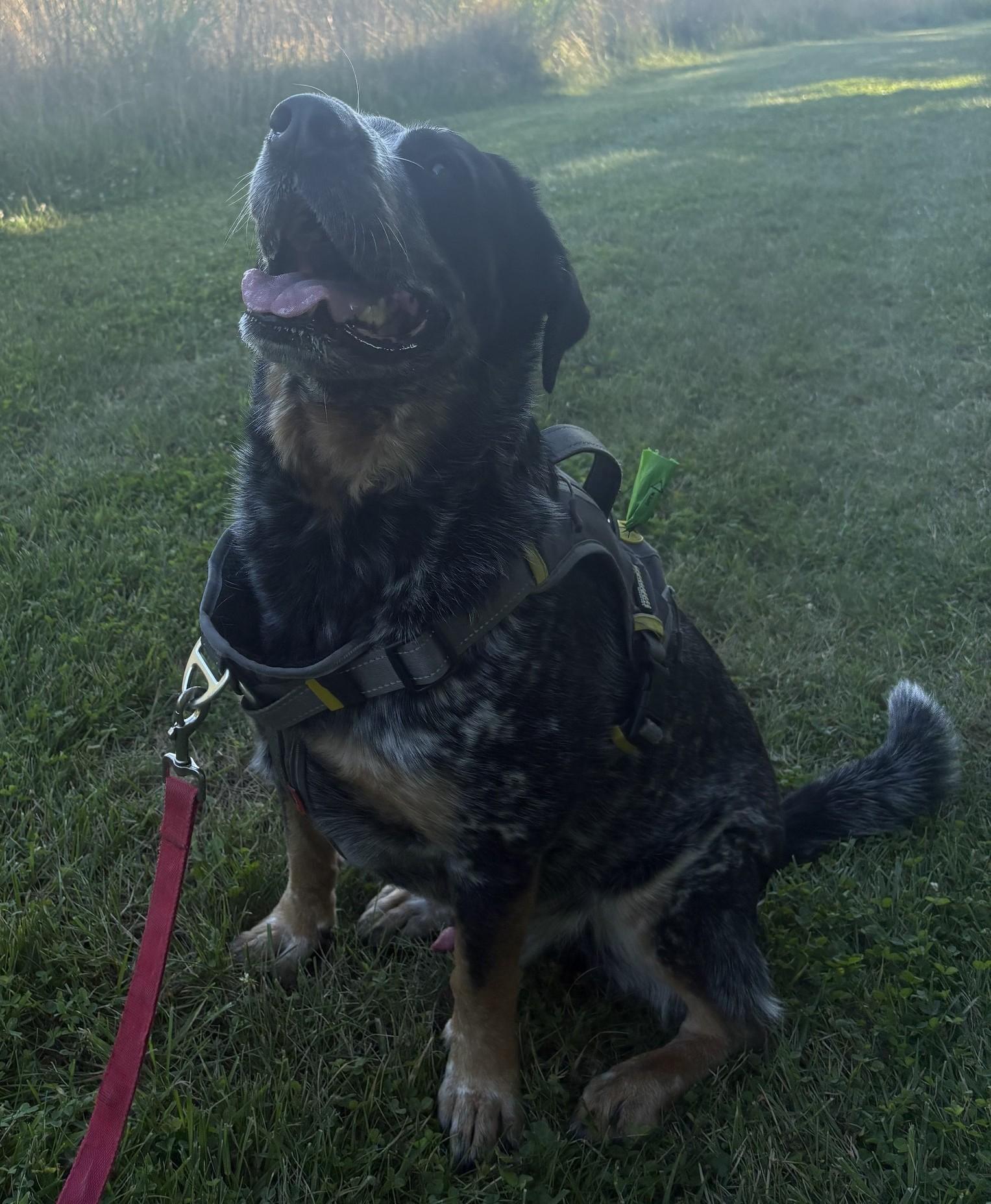 Enlarge Kimchi, a Adoptable mixed breed in Richboro, PA image 2/3