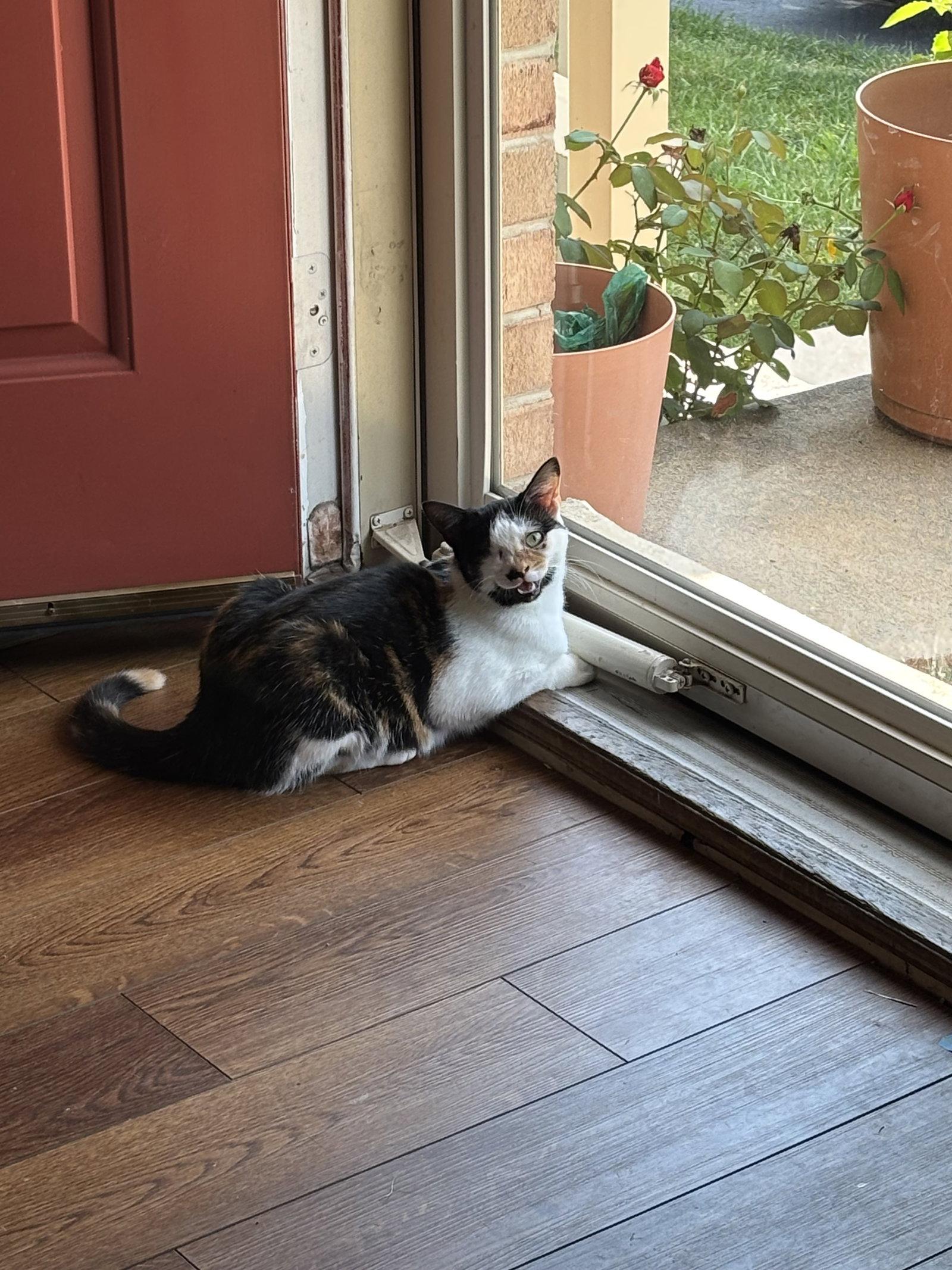 Enlarge Shelby, a Adoptable Domestic Short Hair in Broomall, PA image 1/3