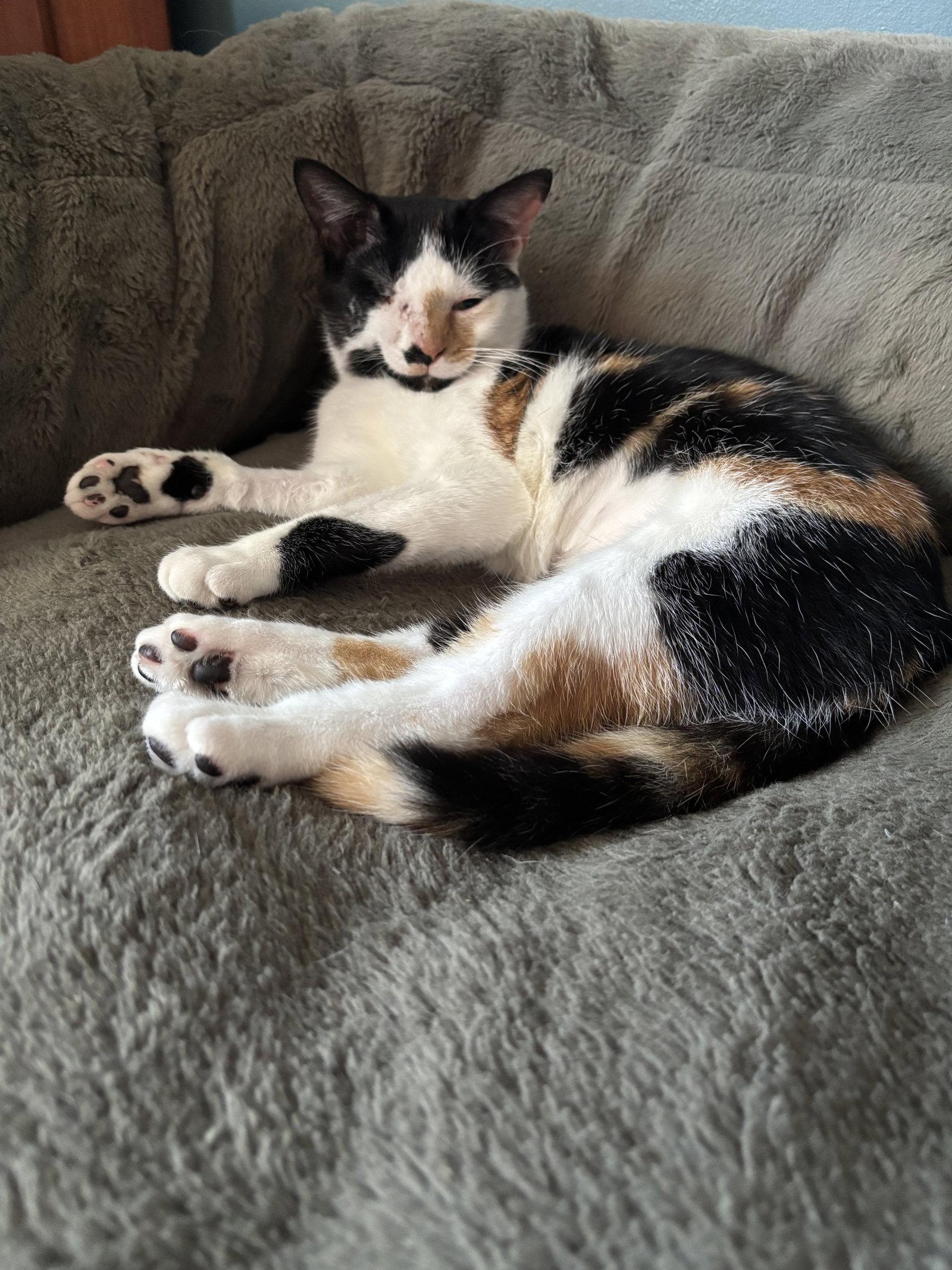 Enlarge Shelby, a Adoptable Domestic Short Hair in Broomall, PA image 2/3